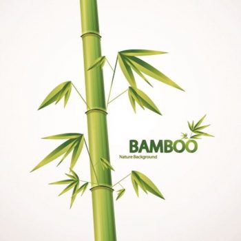 Bamboo vector design elements background - 2407201602