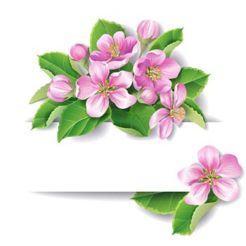 Apple tree blossom vector with space for text - 2008201602