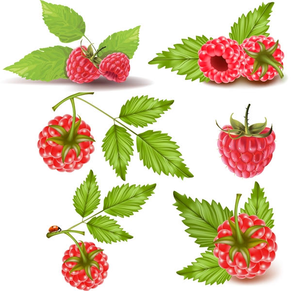 Raspberries vector set free download - 3008201602