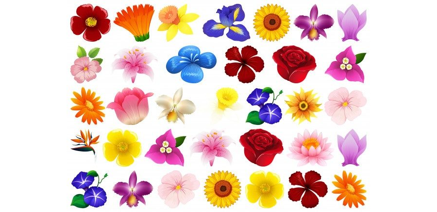 Set of different flower Free Vector